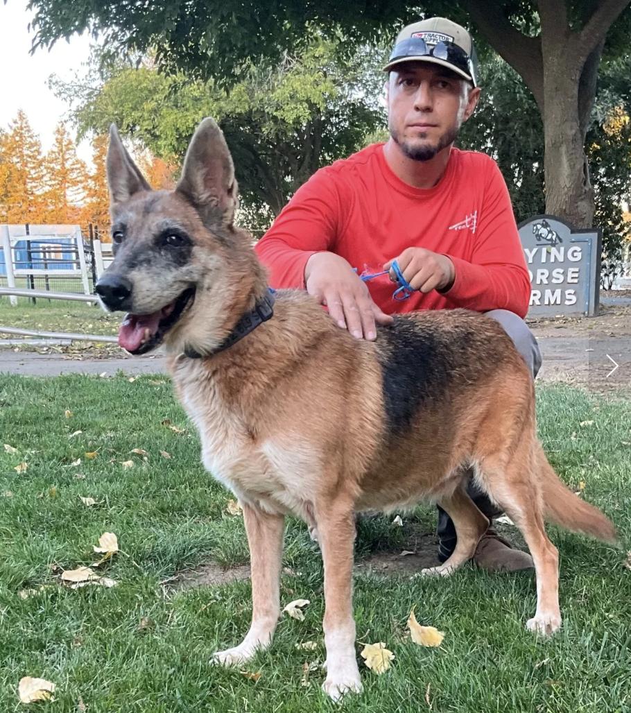 Enlarge Chi Chi, a Adoptable German Shepherd Dog in Davis, CA image 1/2