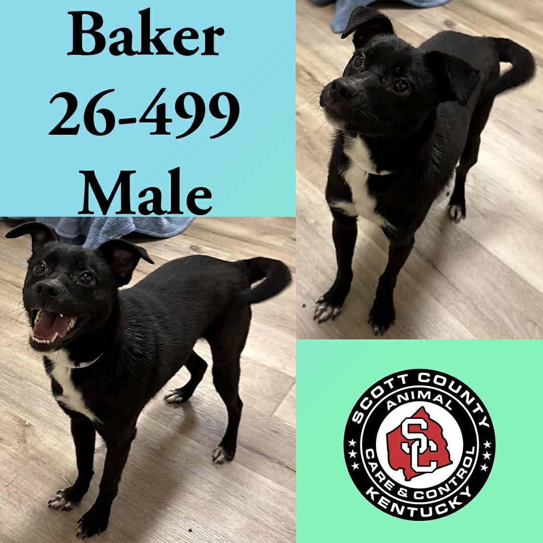 Baker, Adoptable, Adult Male Terrier.