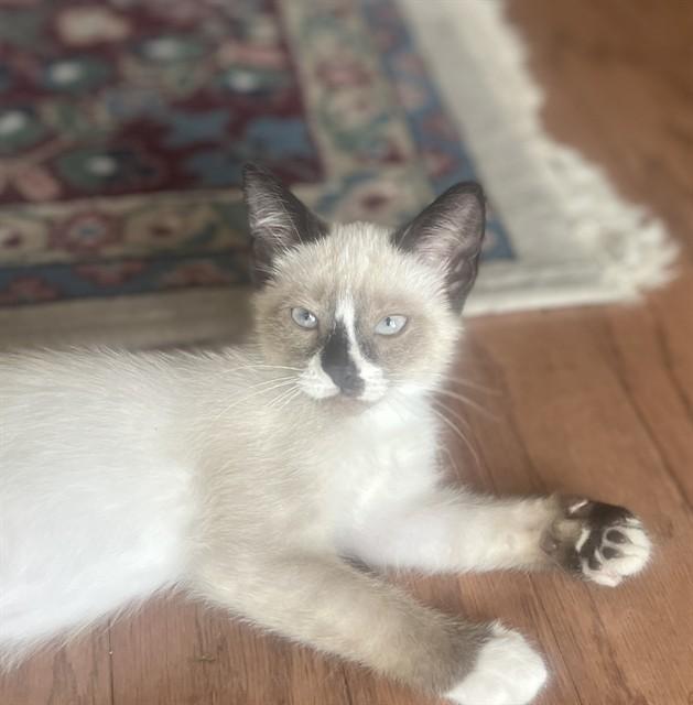 Enlarge Lilac A218941, an adopted Snowshoe in Plano, TX image 1/1