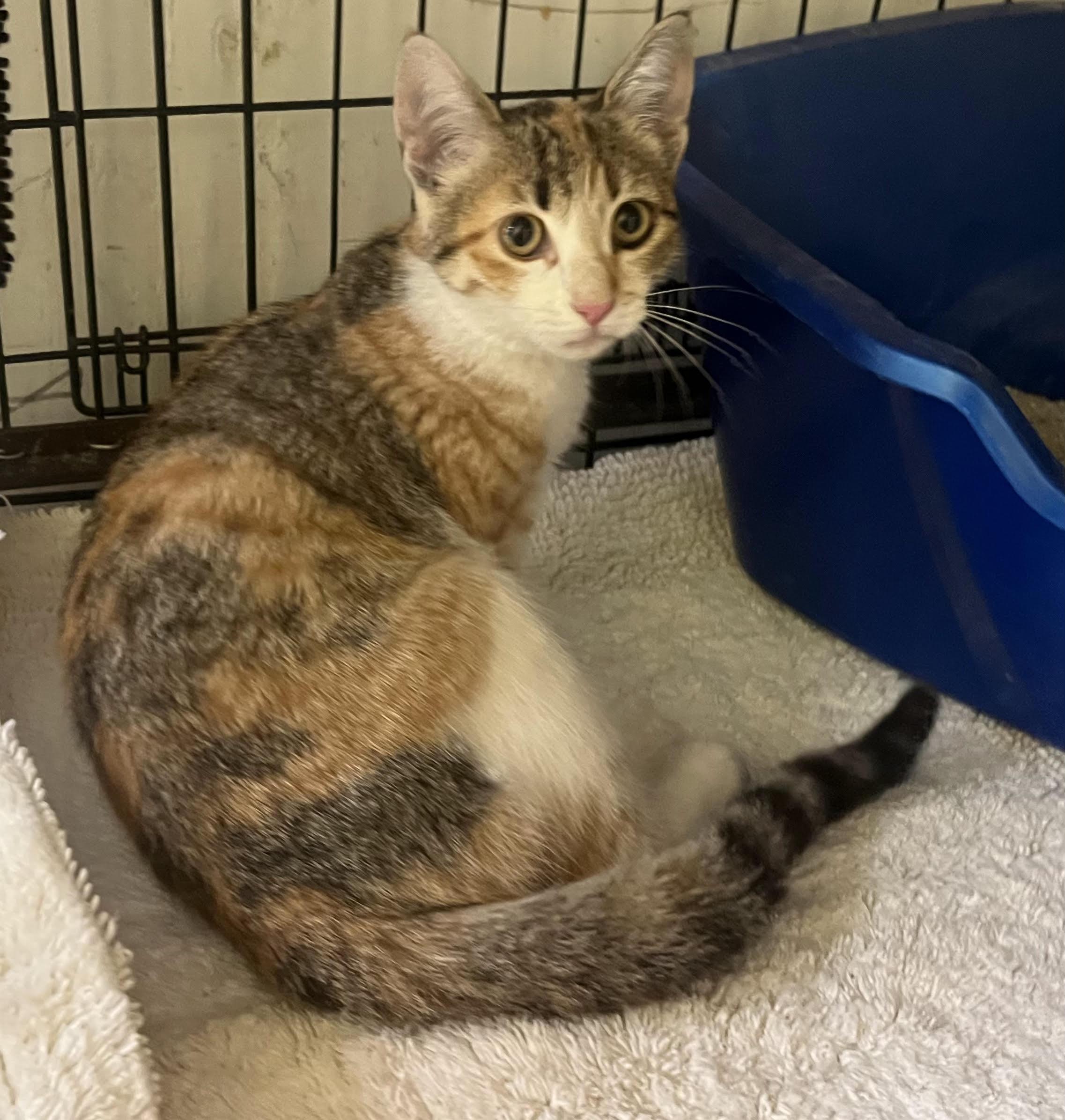 Pumpkin Patch, adopted, Kitten Female Tabby & Calico.