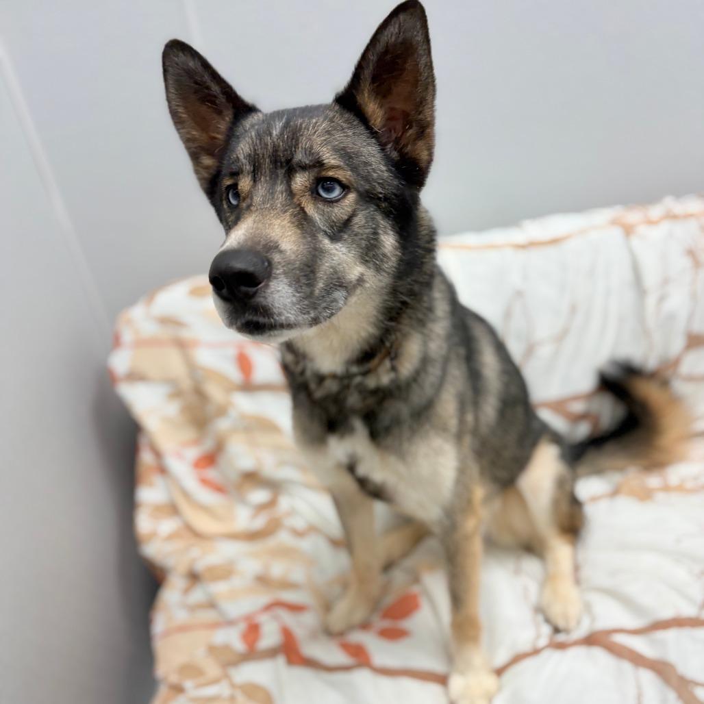 Athena, Adult Female unknown
