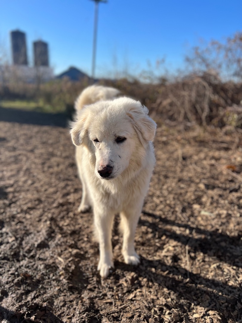 Marshmallow , a Adopted Great Pyrenees in Stockbridge, MI image 1/2