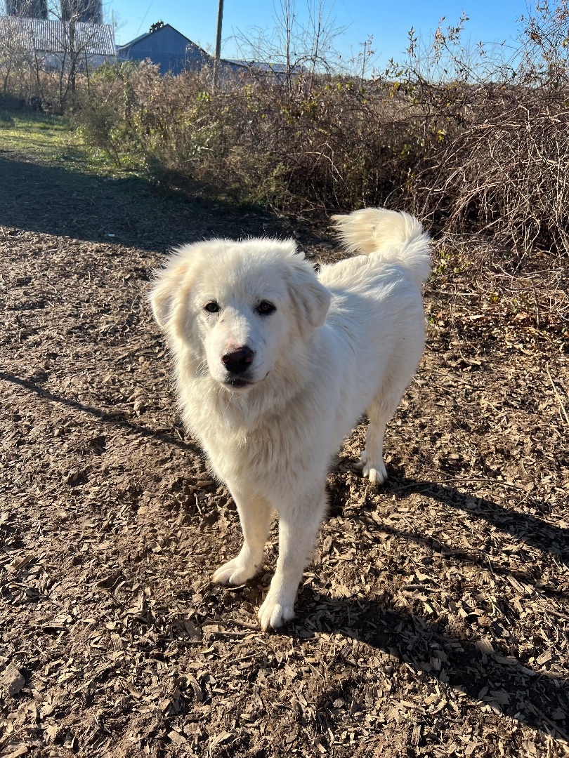 Marshmallow , a Adopted Great Pyrenees in Stockbridge, MI image 2/2