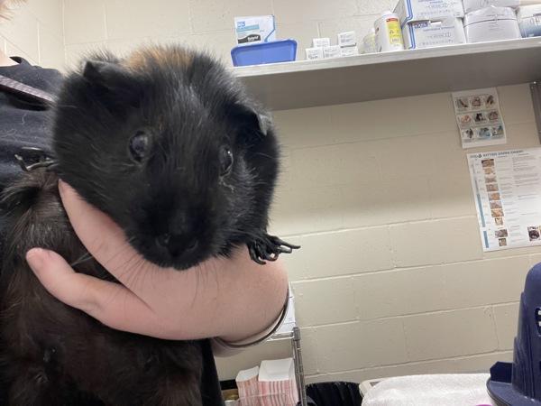 Essence, Adoptable, Adult Female Guinea Pig.
