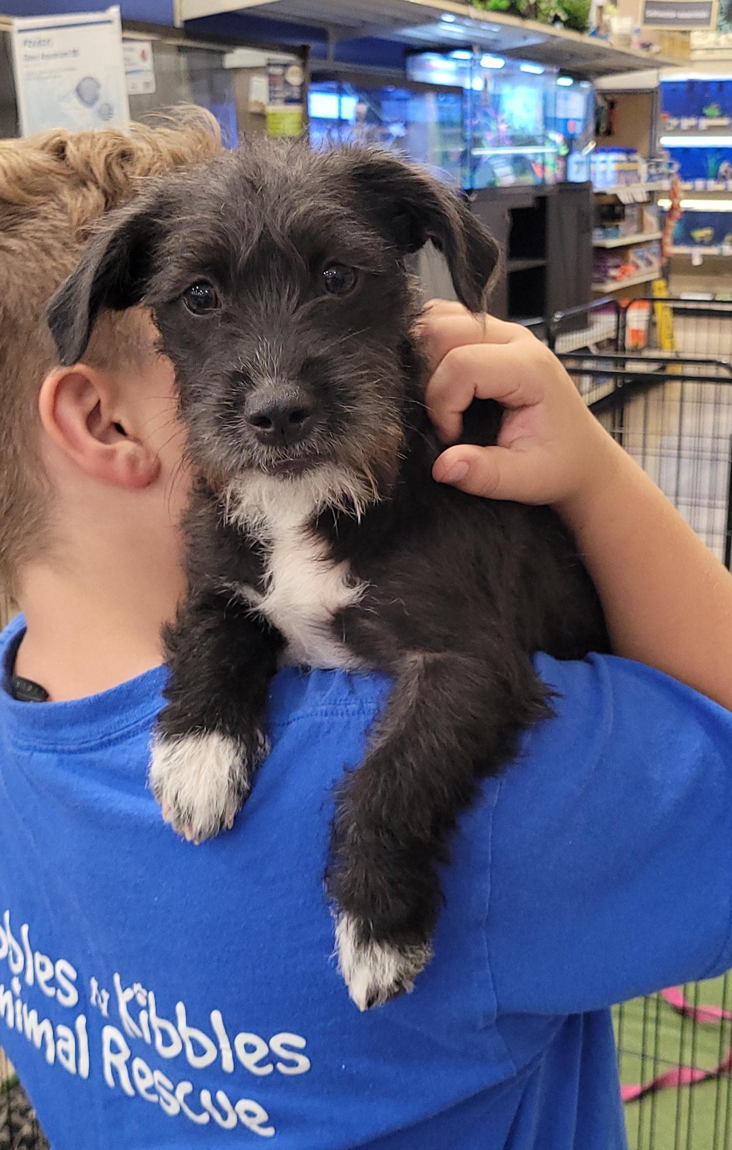 Lucky, Adoptable, Puppy Male Cairn Terrier.