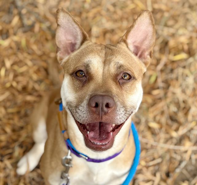 SPRINKLES* — thumbnail 2