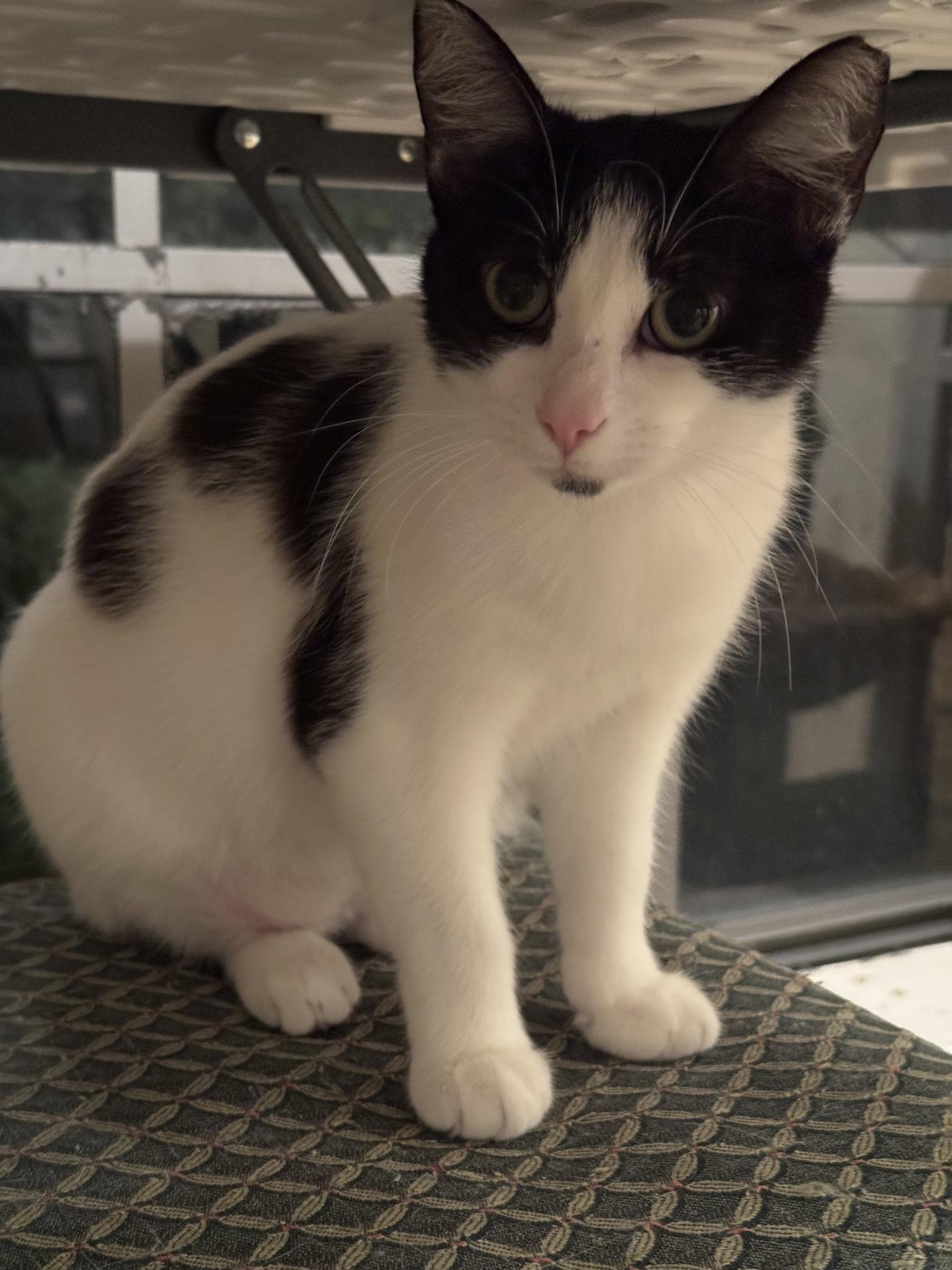 Enlarge Tiffany, a Adoptable Domestic Short Hair in Hammond, LA image 1/2