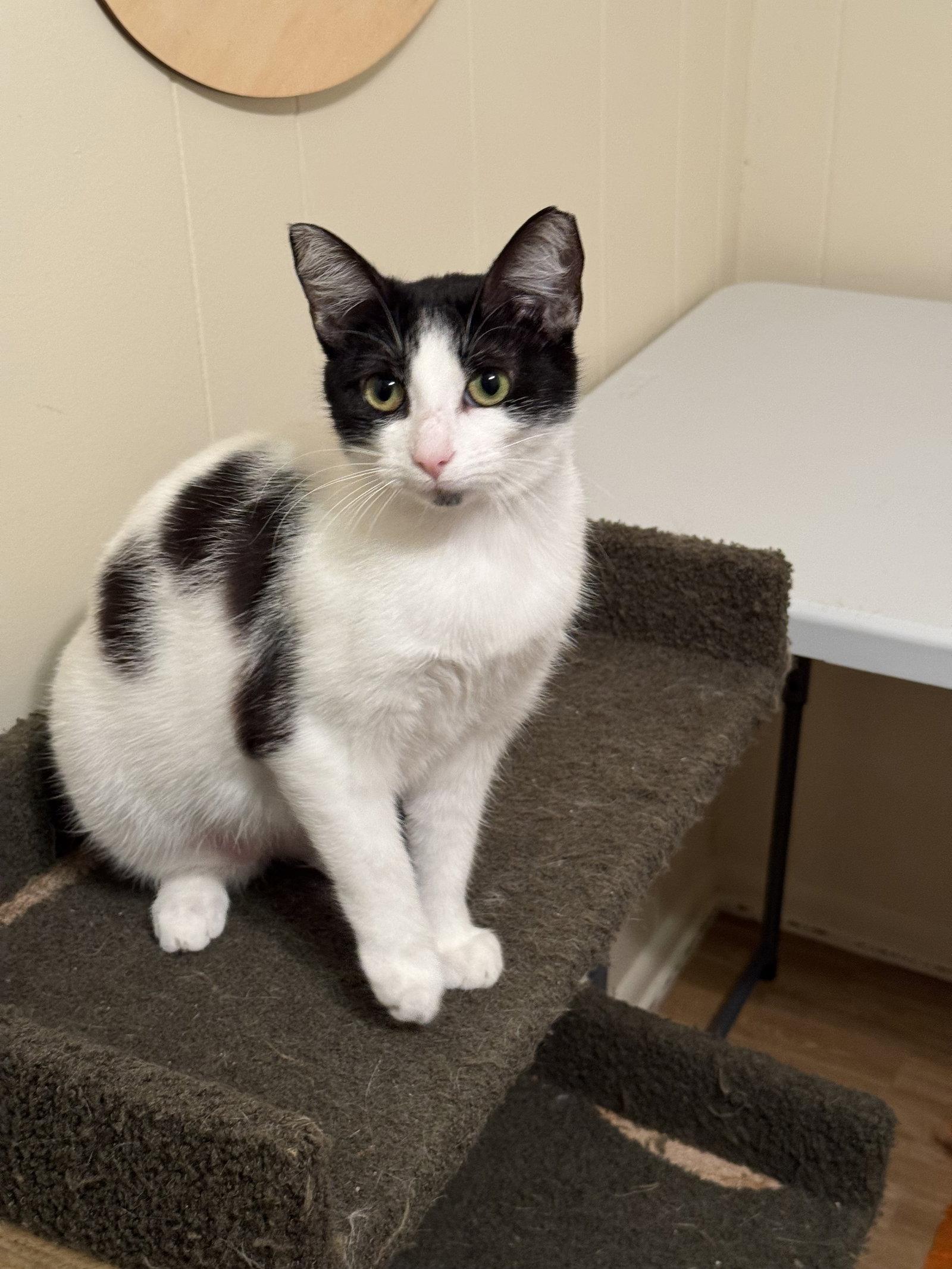 Enlarge Tiffany, a Adoptable Domestic Short Hair in Hammond, LA image 2/2