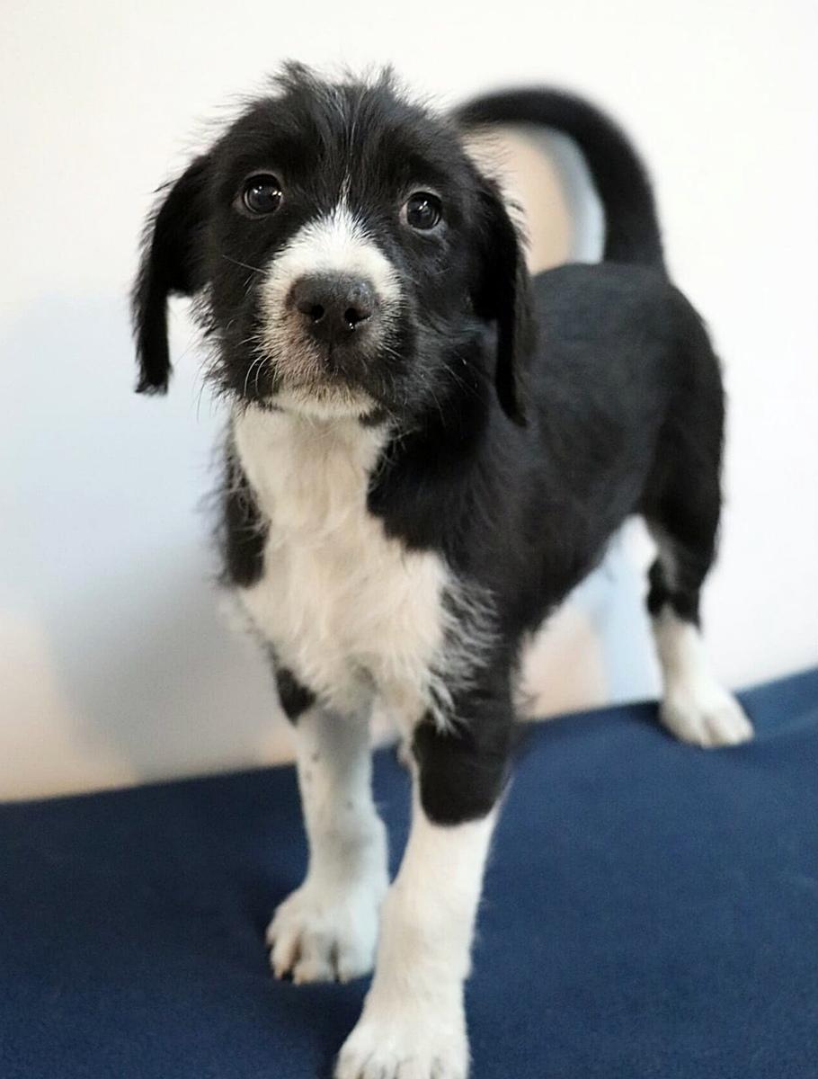 Amelia, Adoptable, Puppy Female Poodle & Border Collie.