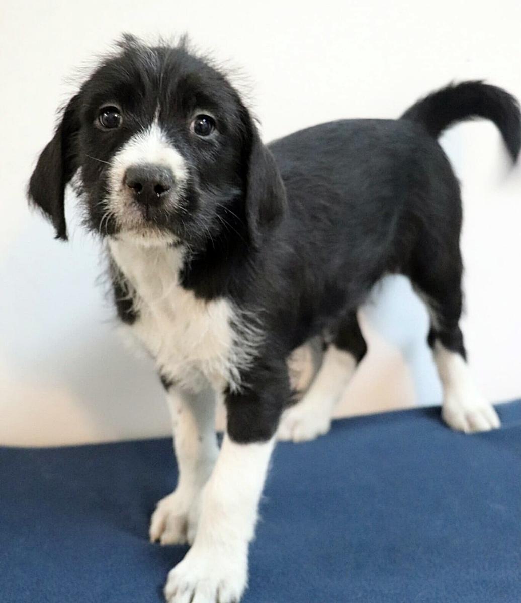 Amelia, a Adoptable mixed breed in Minneapolis, MN image 2/2