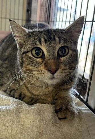 Enlarge Tina, a Adoptable Tabby in Porter, TX image 1/1