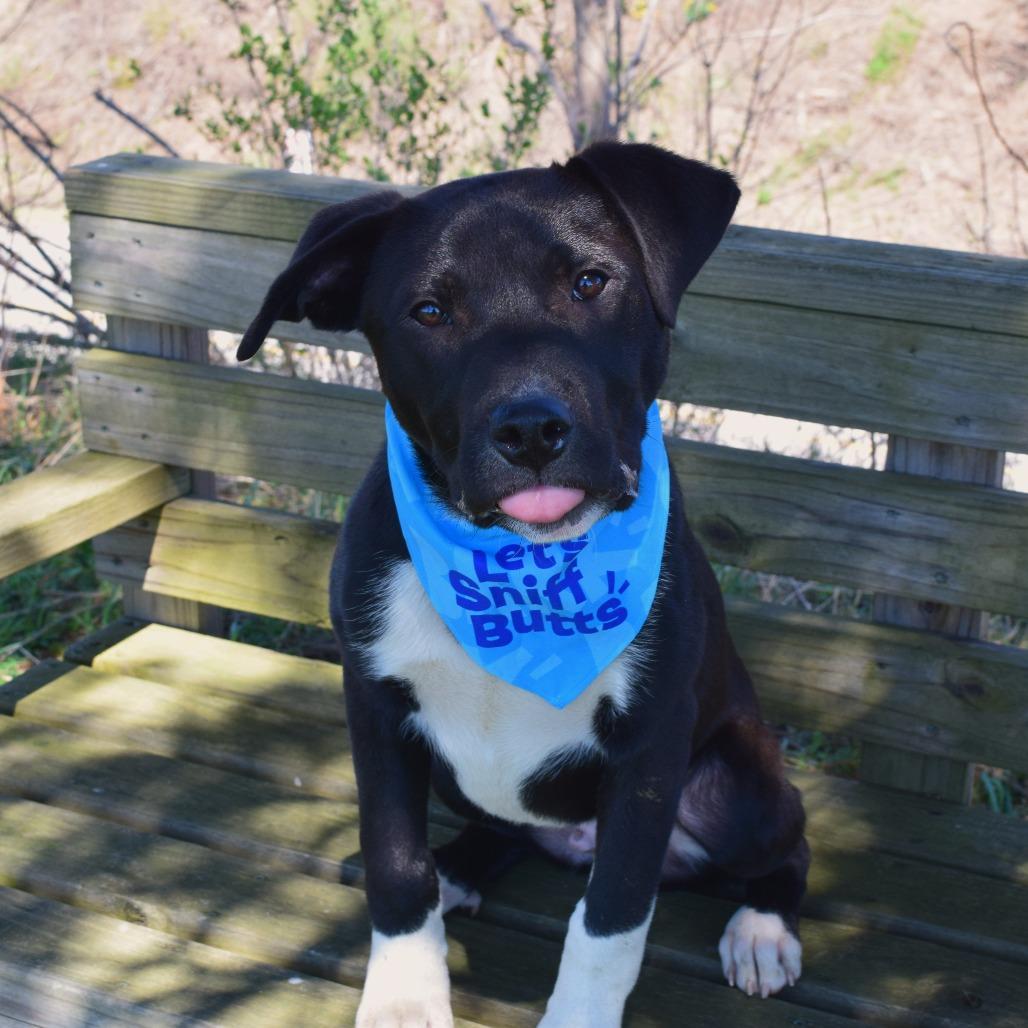 Enlarge Jake Peralta, a Adoptable mixed breed in McKean, PA image 1/6