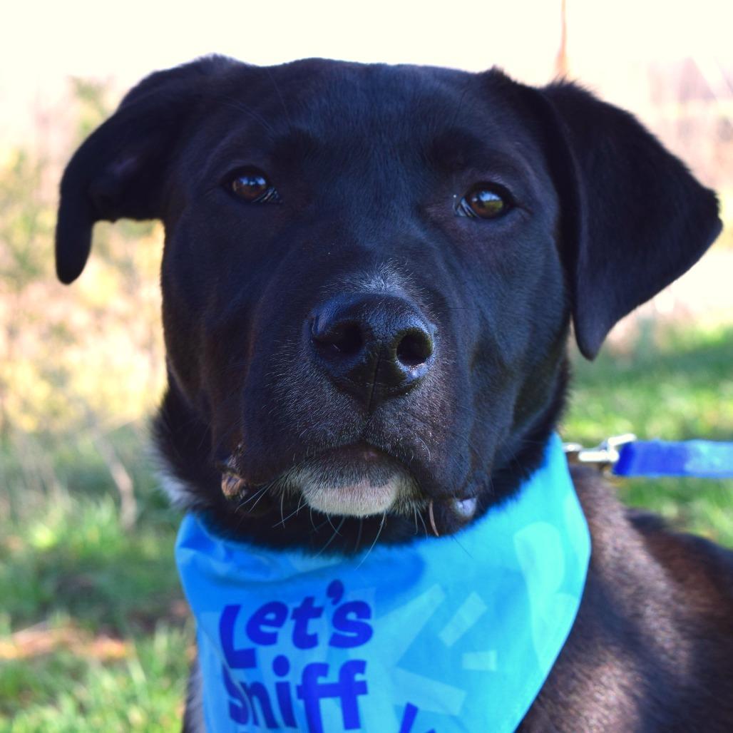 Enlarge Jake Peralta, a Adoptable mixed breed in McKean, PA image 2/6