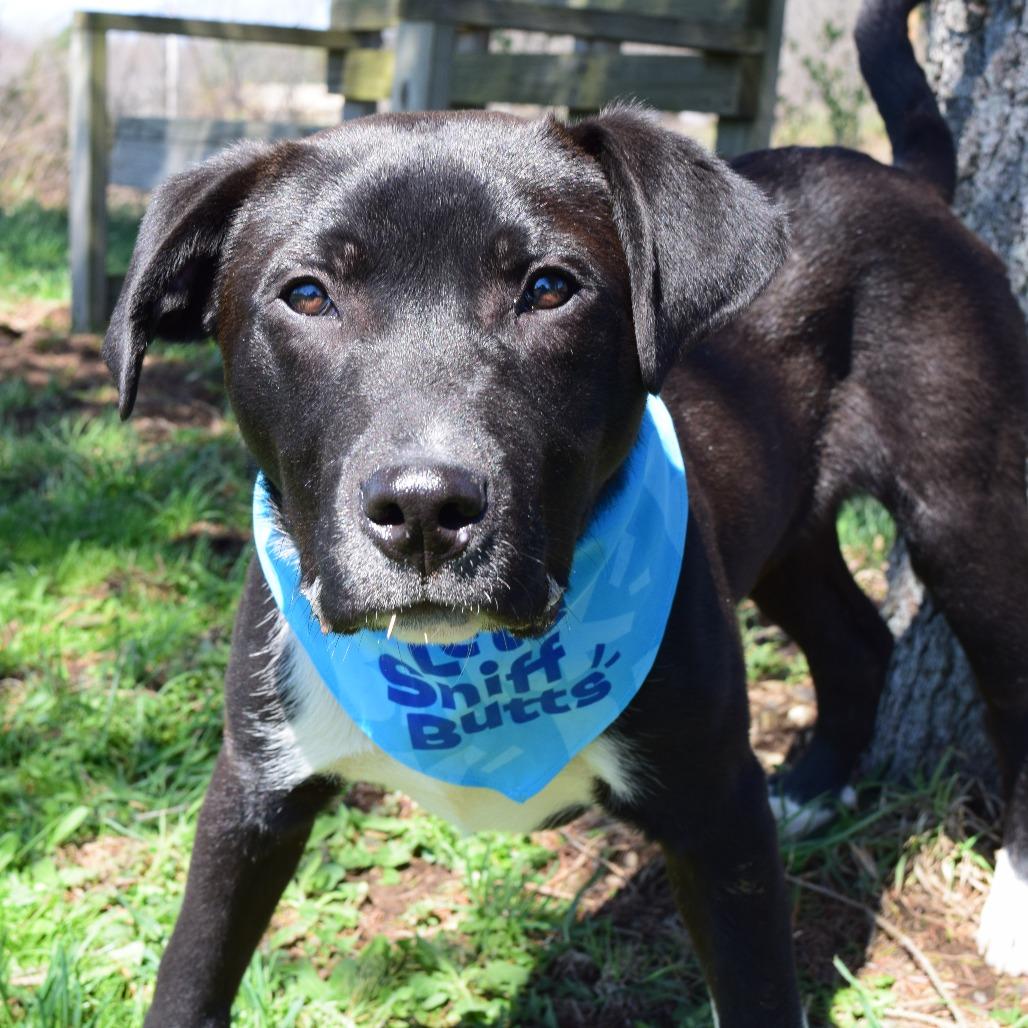 Enlarge Jake Peralta, a Adoptable mixed breed in McKean, PA image 3/6