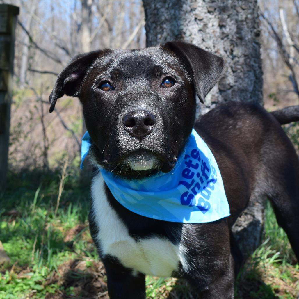 Enlarge Jake Peralta, a Adoptable mixed breed in McKean, PA image 4/6
