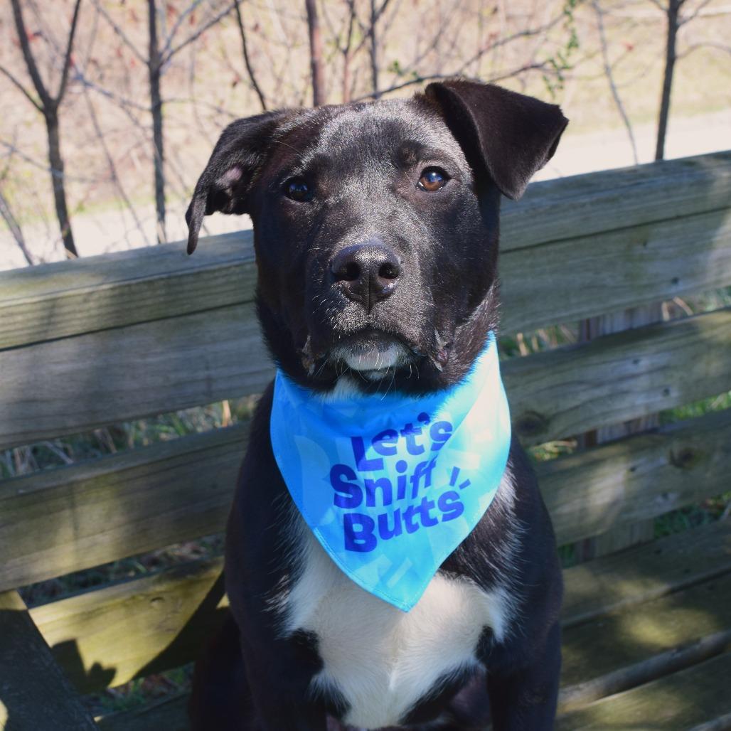 Enlarge Jake Peralta, a Adoptable mixed breed in McKean, PA image 5/6