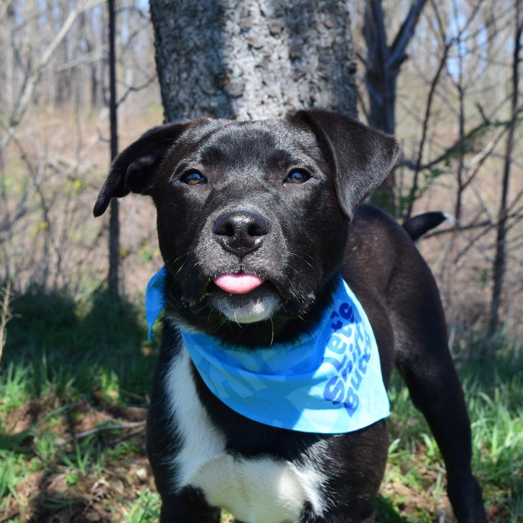 Enlarge Jake Peralta, a Adoptable mixed breed in McKean, PA image 6/6