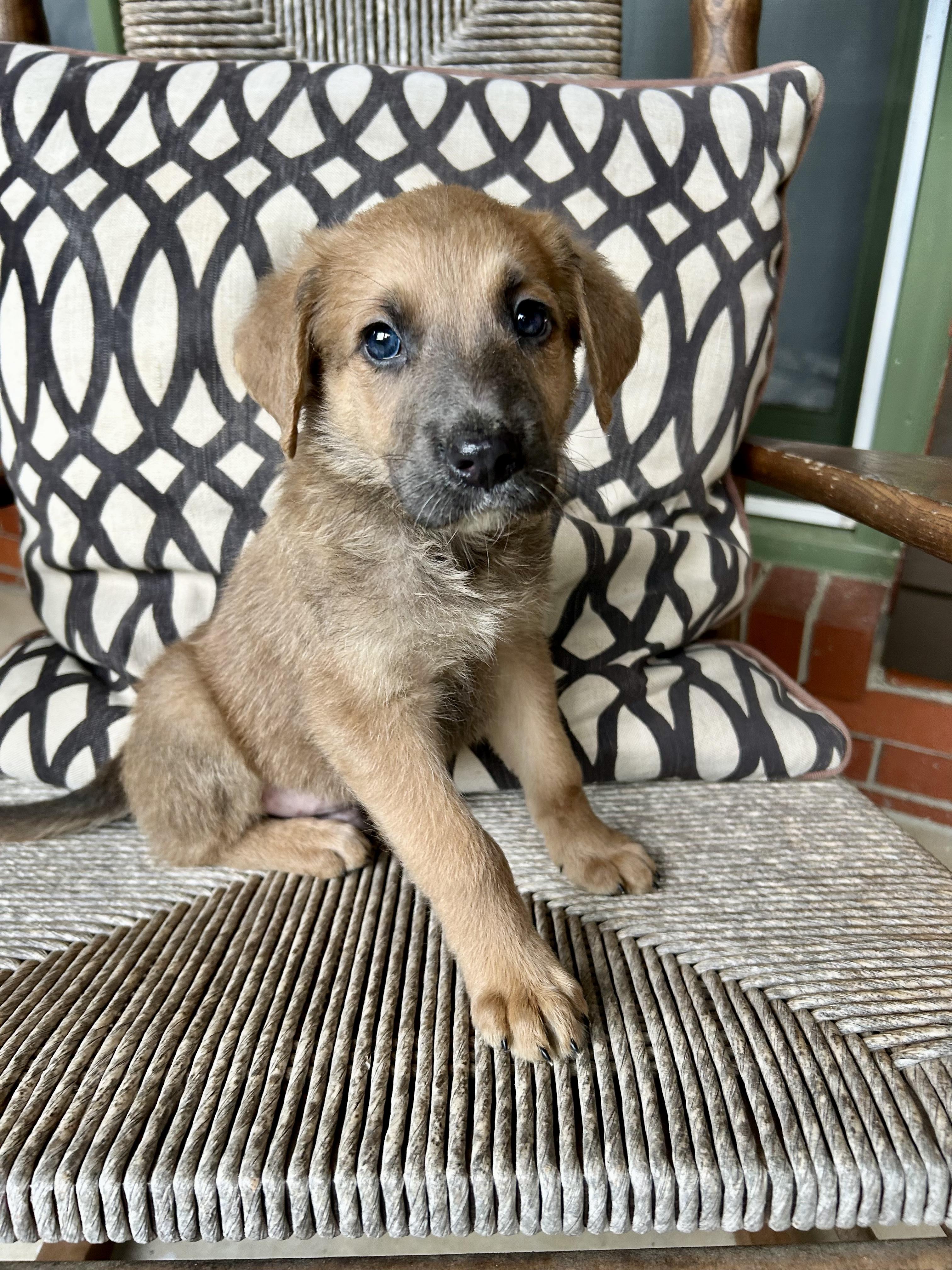 DANTE, Baby Male Goldendoodle