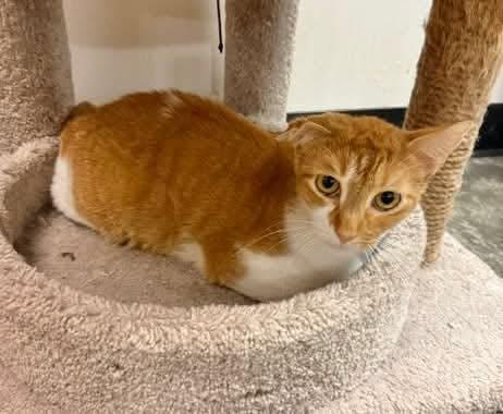 Enlarge BOOTS, a Adopted Tabby in Capshaw, AL image 1/1