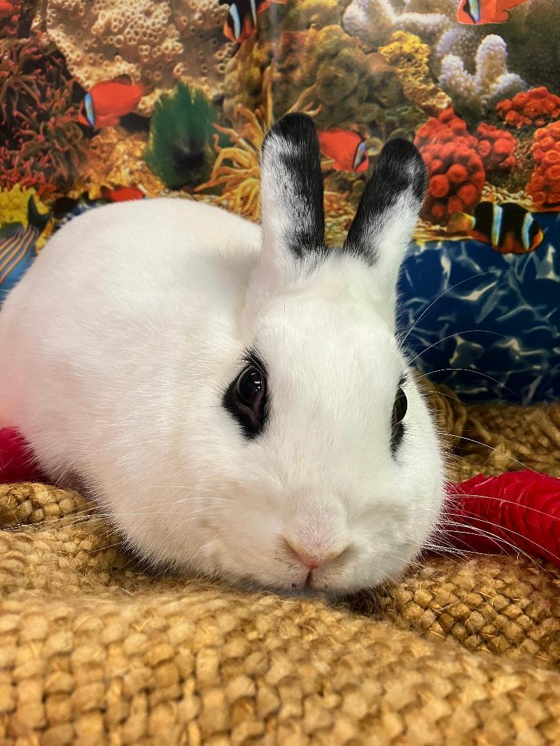 Maggie (Magnolia), ADOPTABLE, Young Female Hotot.