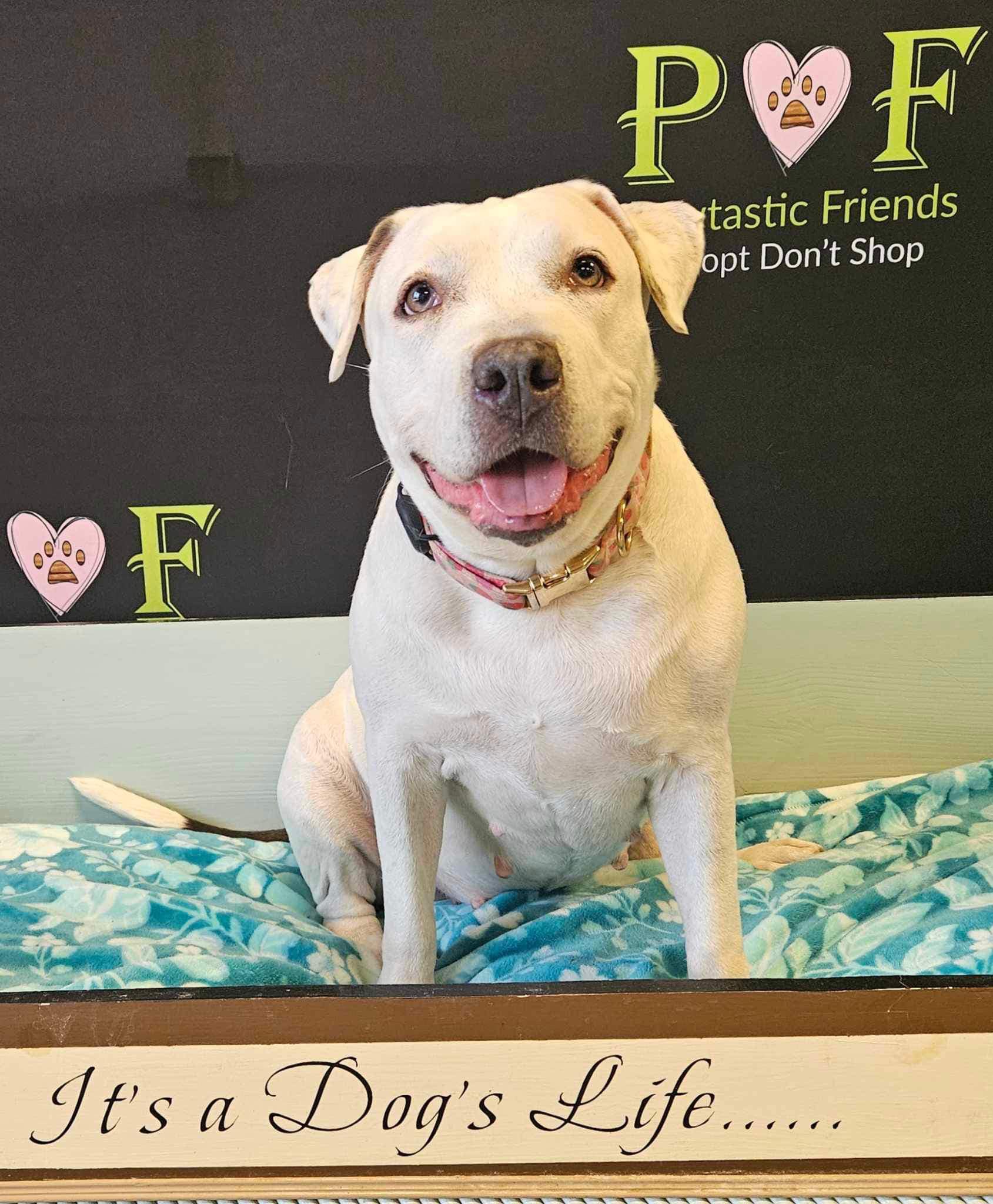 QUEEN, a Adoptable mixed breed in Las Vegas, NV image 1/6