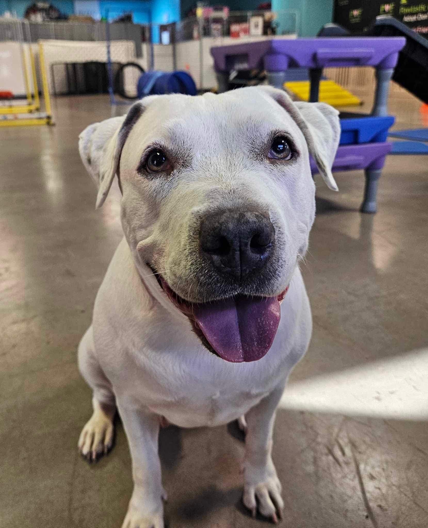 QUEEN, a Adoptable mixed breed in Las Vegas, NV image 2/6