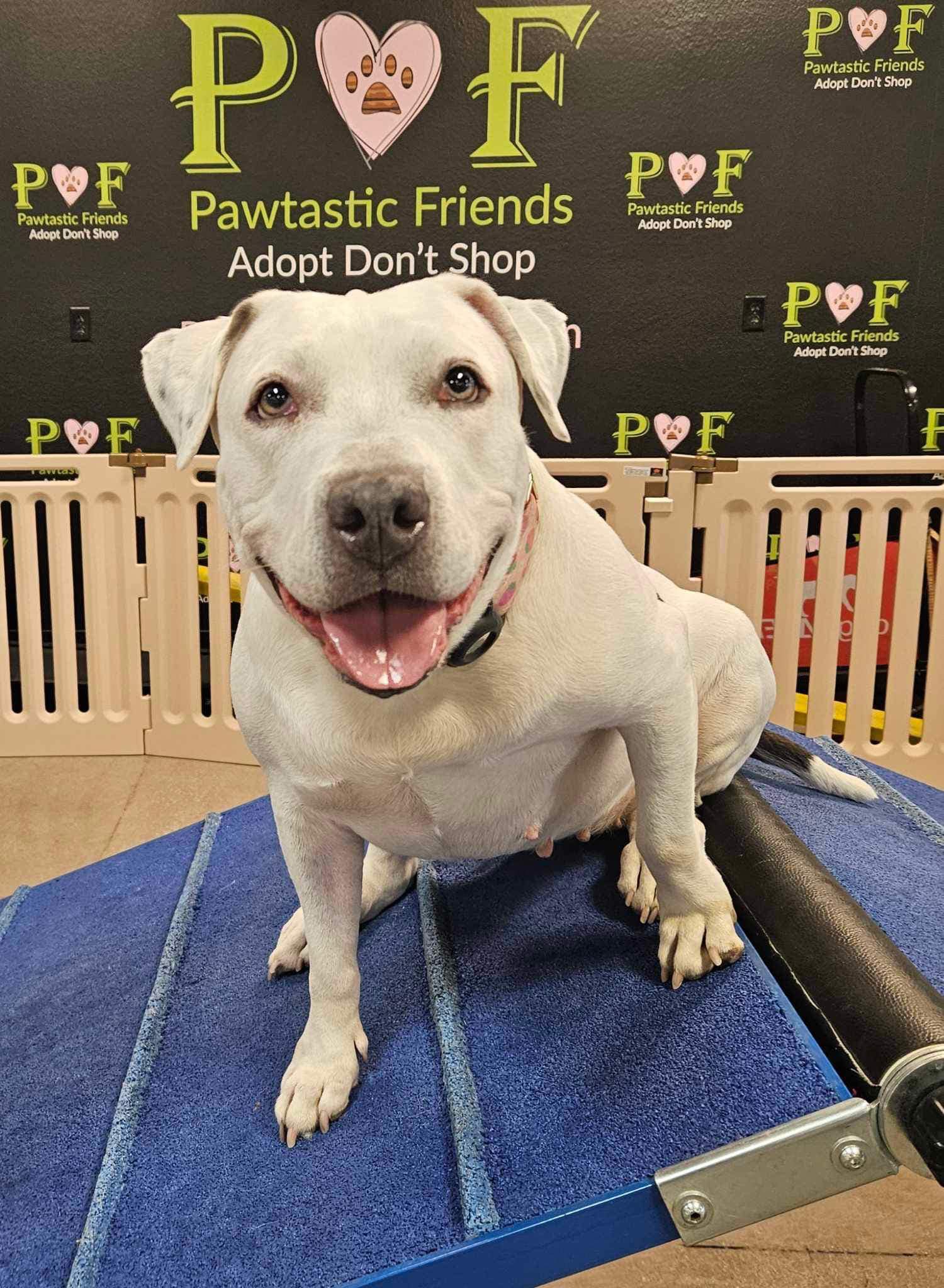 QUEEN, a Adoptable mixed breed in Las Vegas, NV image 3/6