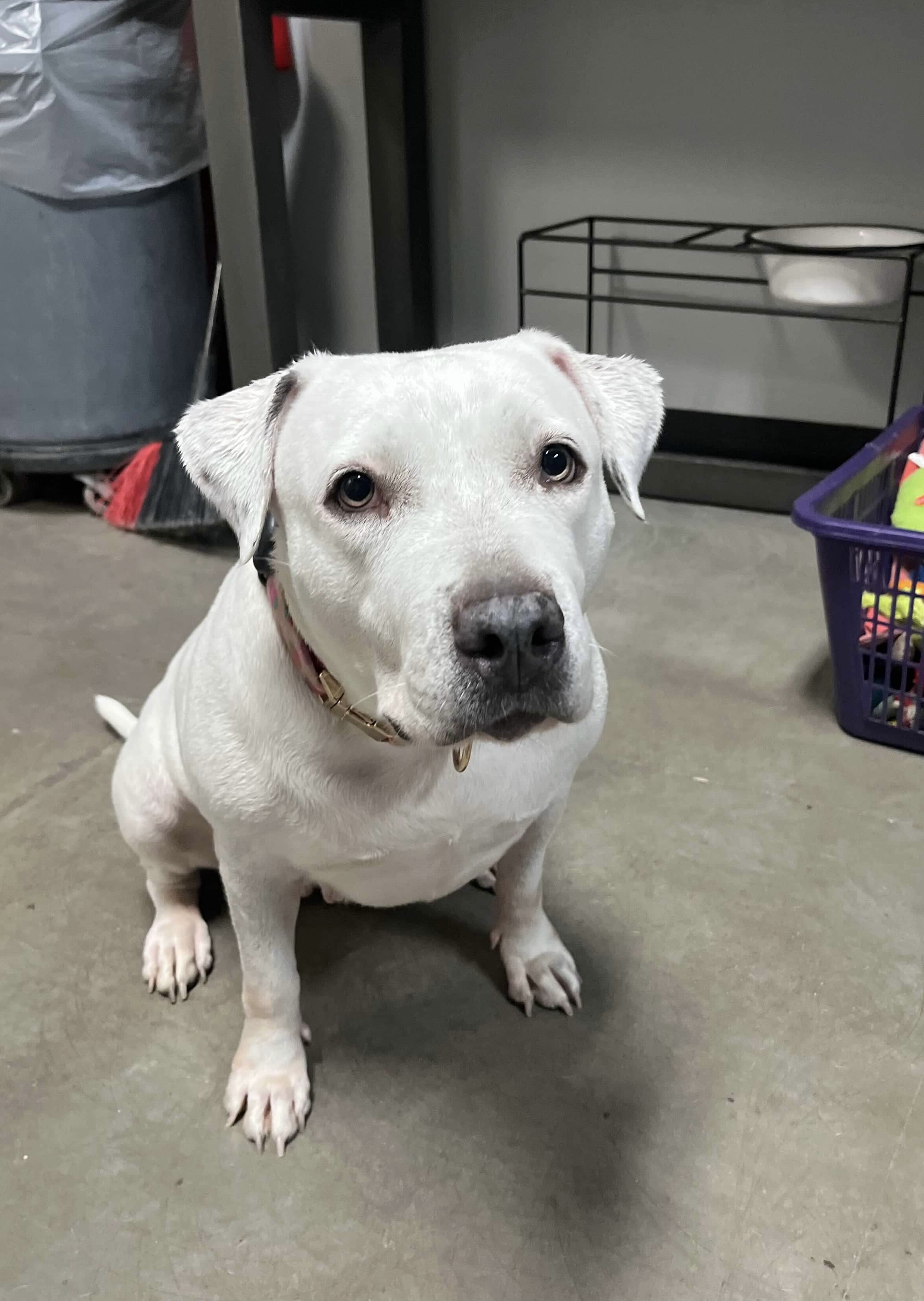 QUEEN, a Adoptable mixed breed in Las Vegas, NV image 4/6