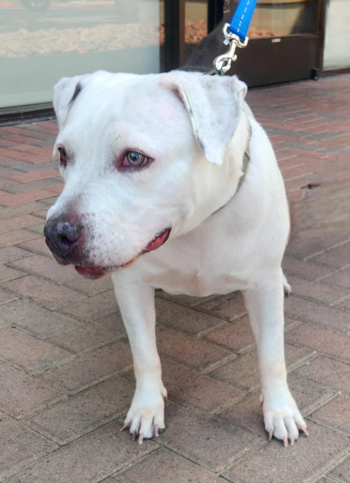 QUEEN, a Adoptable mixed breed in Las Vegas, NV image 6/6