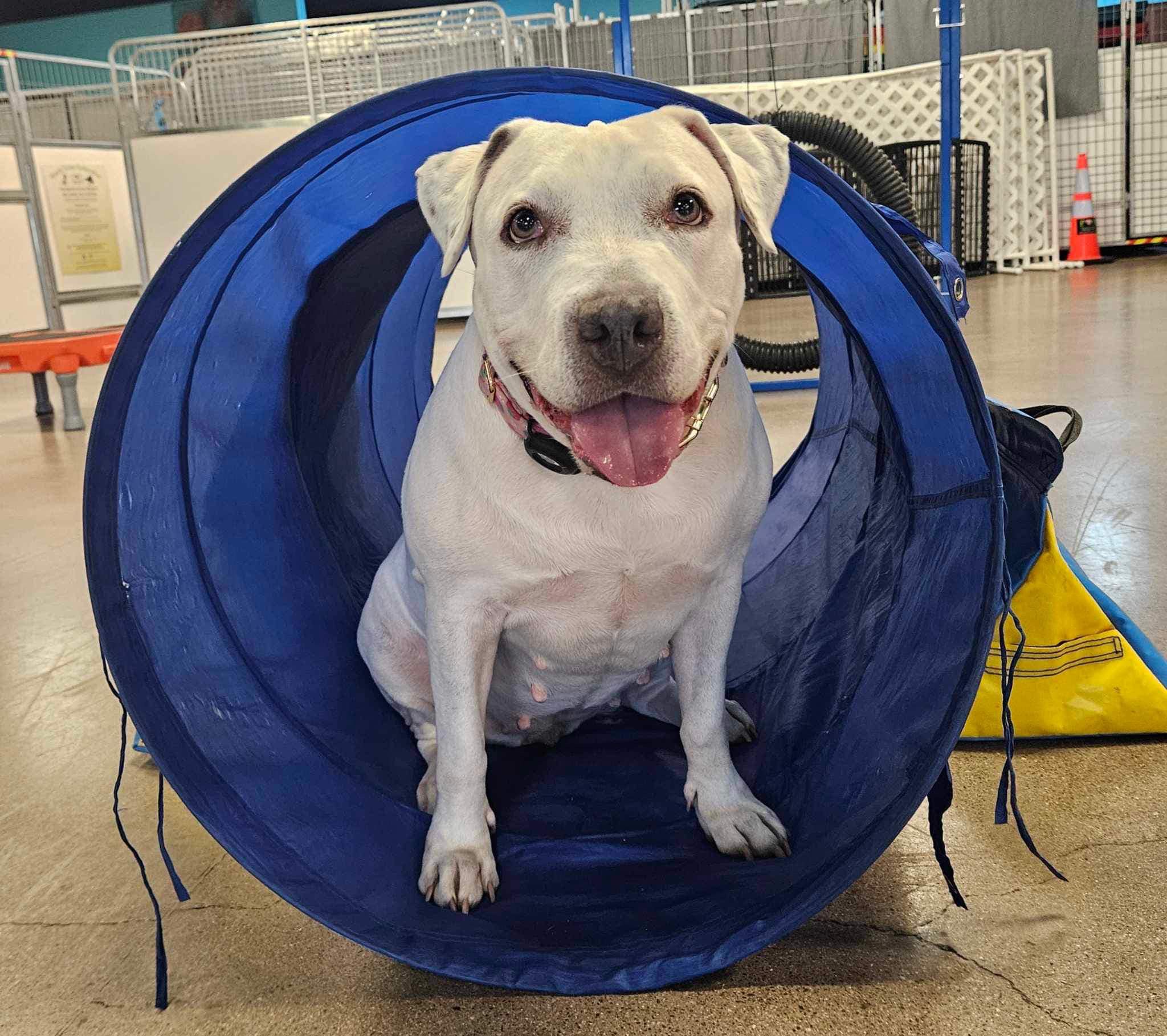 QUEEN, a Adoptable mixed breed in Las Vegas, NV image 5/6