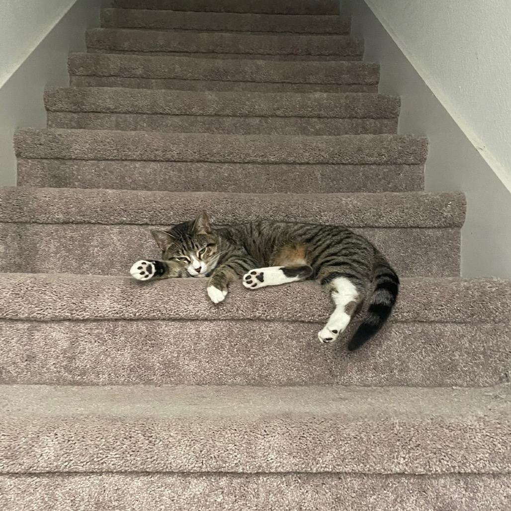 Enlarge Mother, a Adoptable Domestic Short Hair in Katy, TX image 1/4