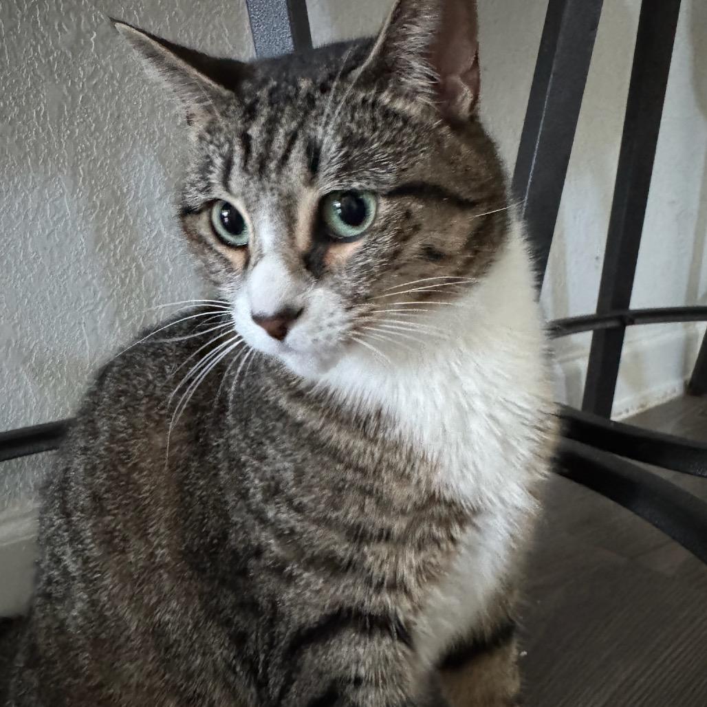 Enlarge Mother, a Adoptable Domestic Short Hair in Katy, TX image 2/4
