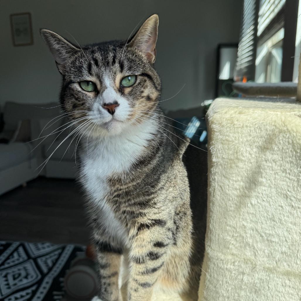 Enlarge Mother, a Adoptable Domestic Short Hair in Katy, TX image 3/4