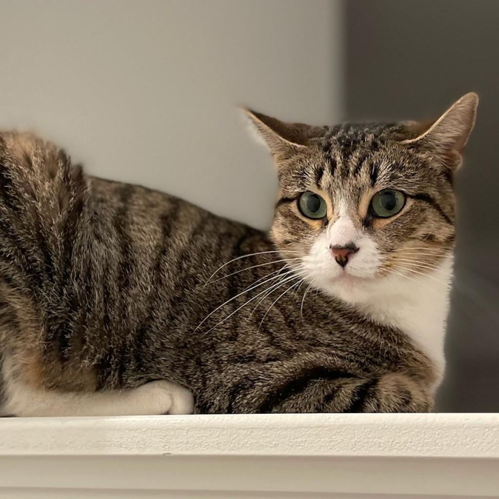 Enlarge Mother, a Adoptable Domestic Short Hair in Katy, TX image 4/4