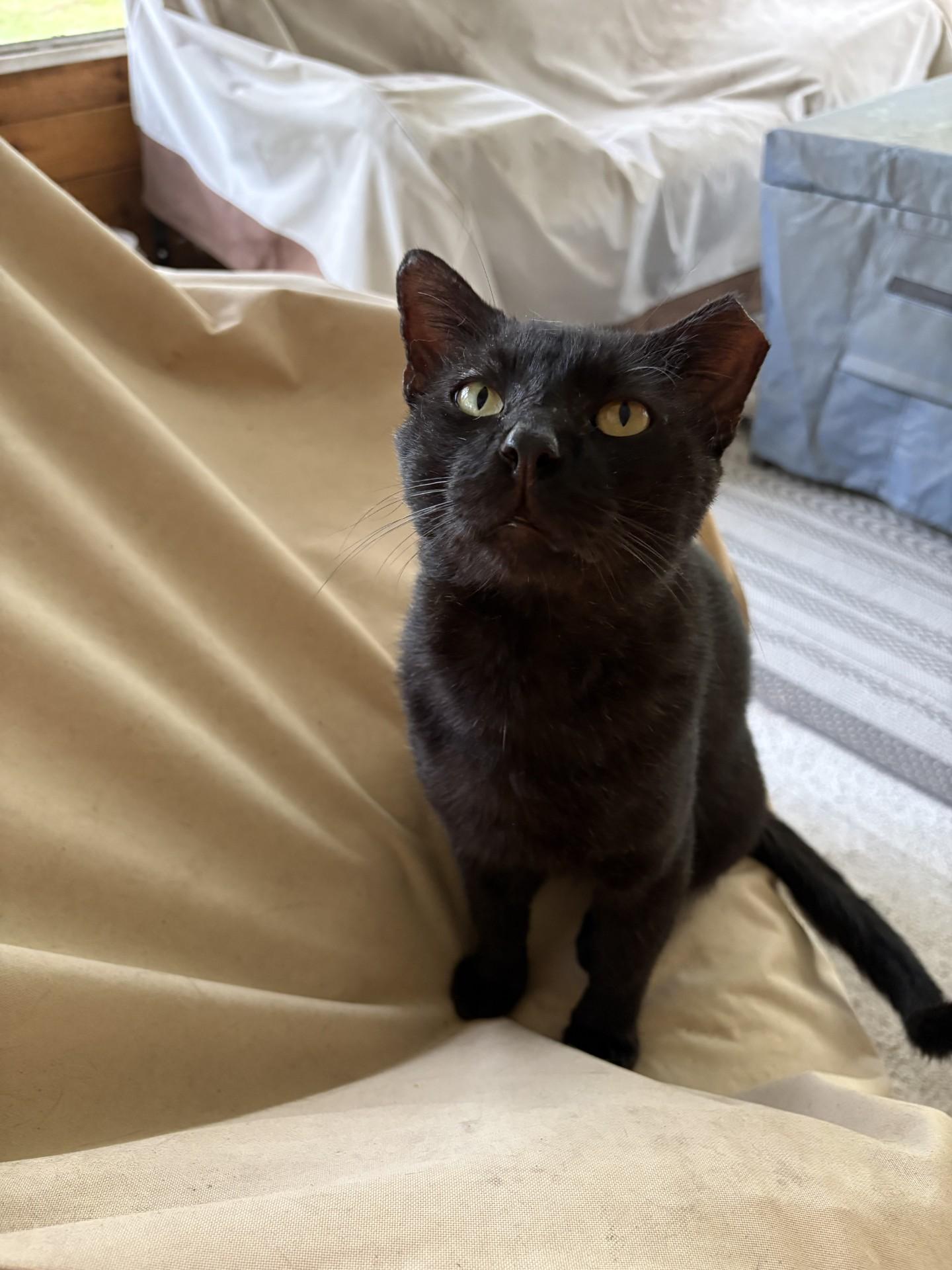 Boo, Adoptable, Adult Male Domestic Short Hair.