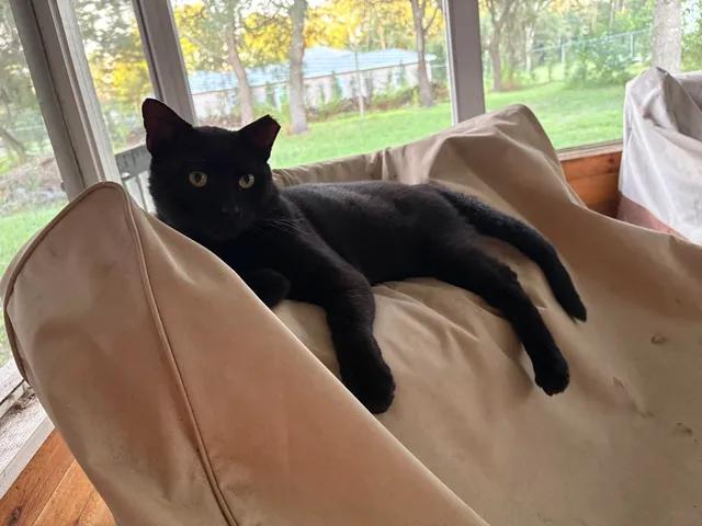 Enlarge Boo, a Adoptable Domestic Short Hair in largo, FL image 2/3