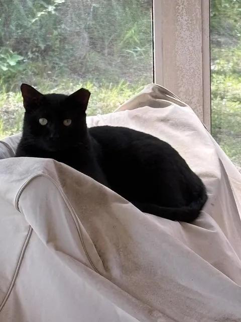 Enlarge Boo, a Adoptable Domestic Short Hair in largo, FL image 3/3