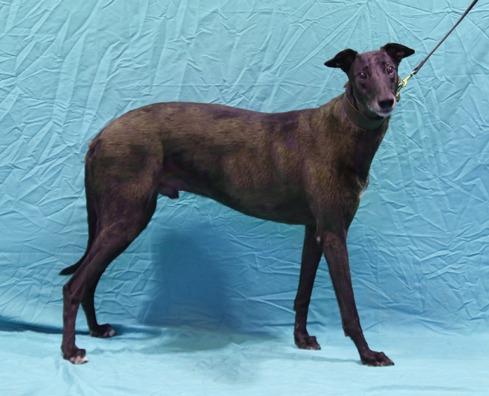 Max, a Adoptable Greyhound in Douglasville, GA image 1/3