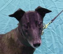 Max, a Adoptable Greyhound in Douglasville, GA image 3/3
