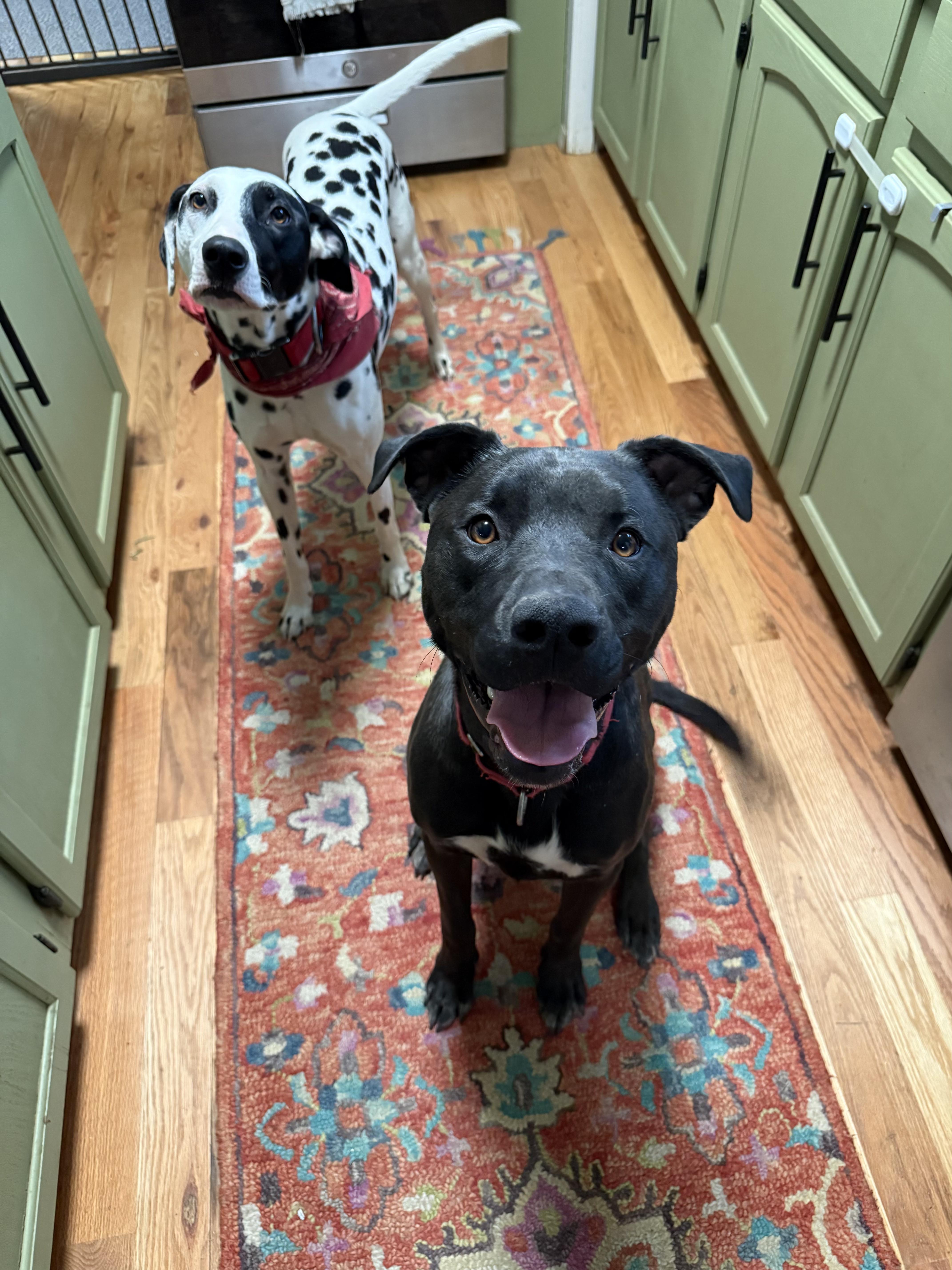 Enlarge Kevin, a ADOPTABLE mixed breed in Fort Collins, CO image 5/6