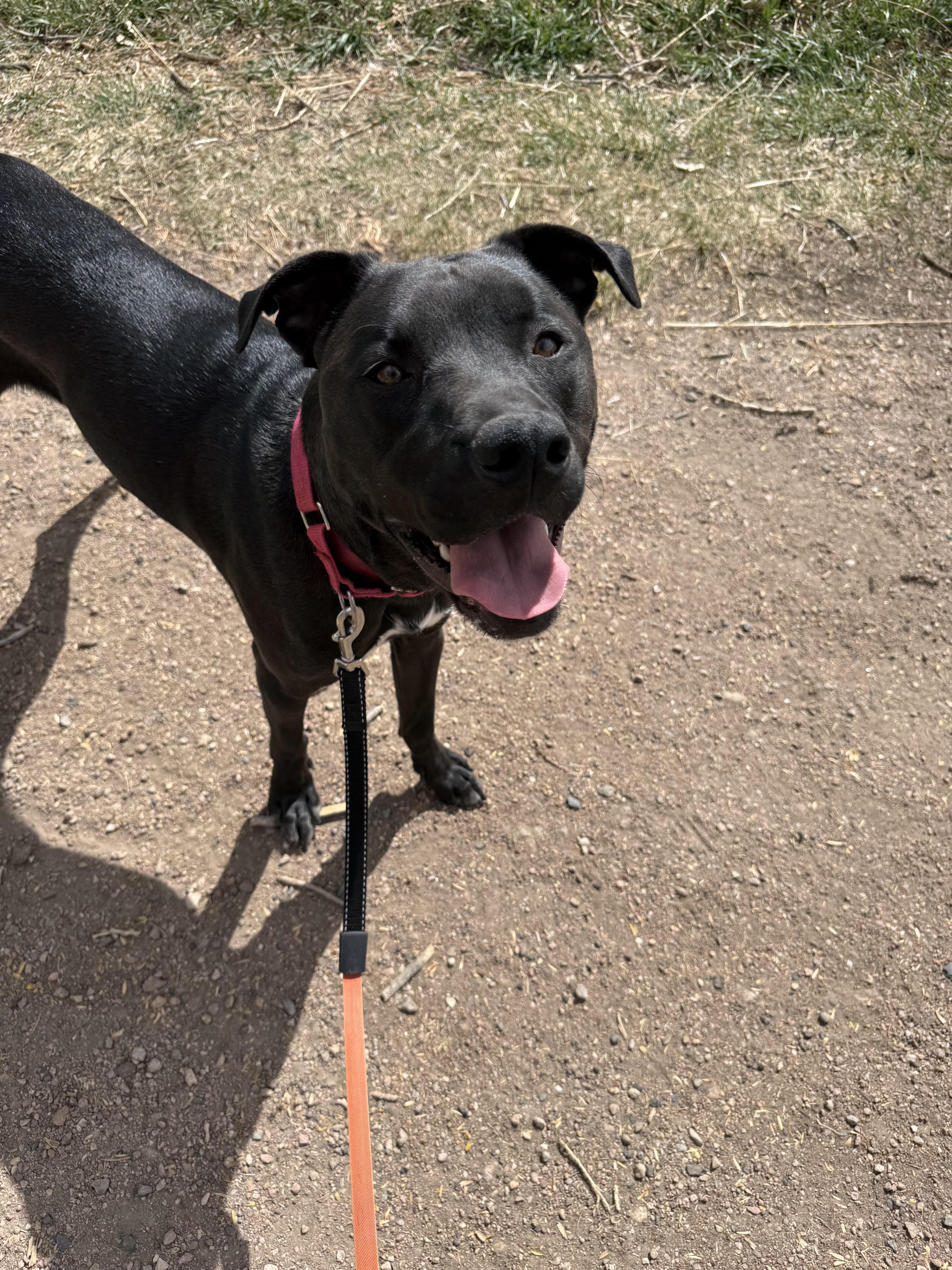 Enlarge Kevin, a ADOPTABLE mixed breed in Fort Collins, CO image 3/6