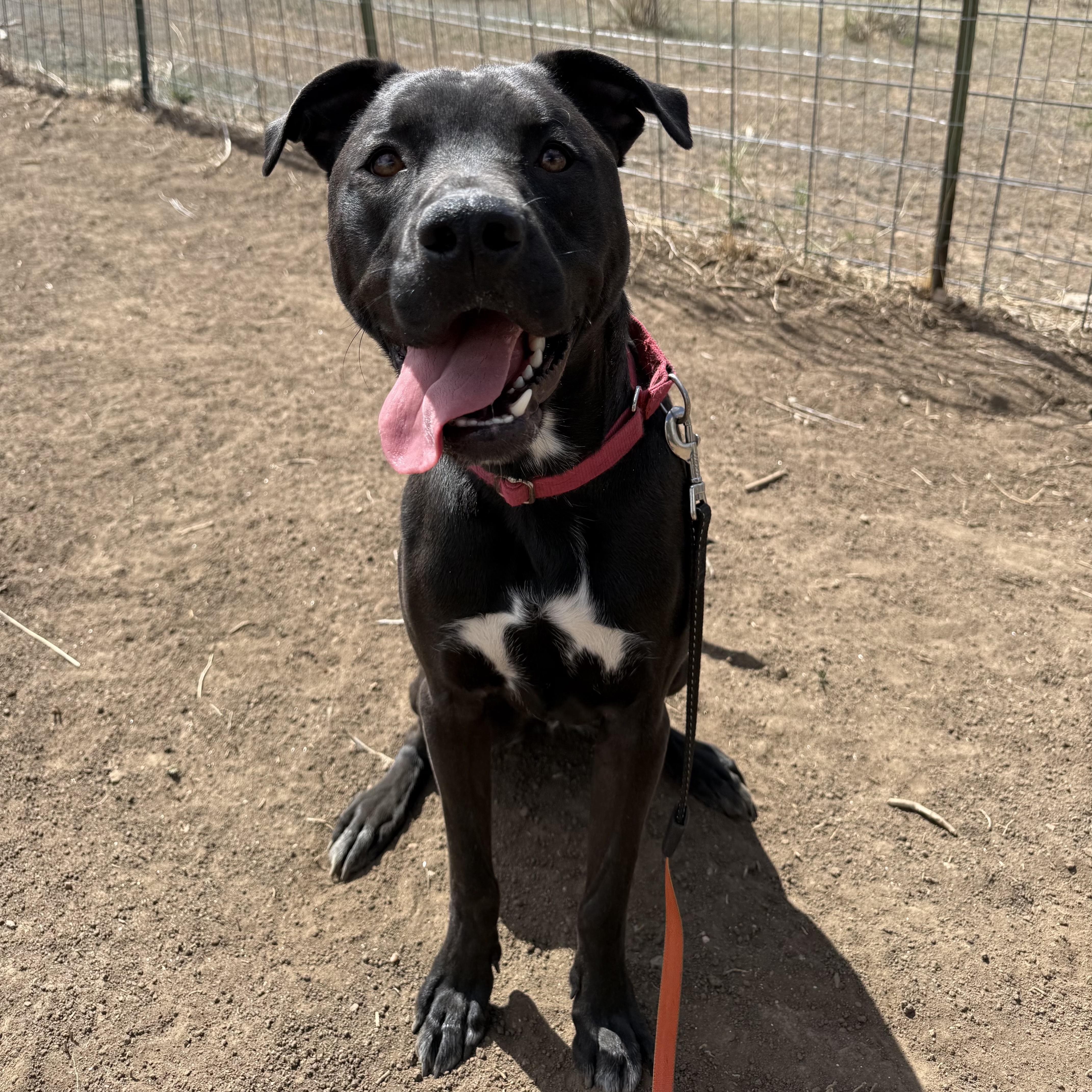 Enlarge Kevin, a ADOPTABLE mixed breed in Fort Collins, CO image 2/6