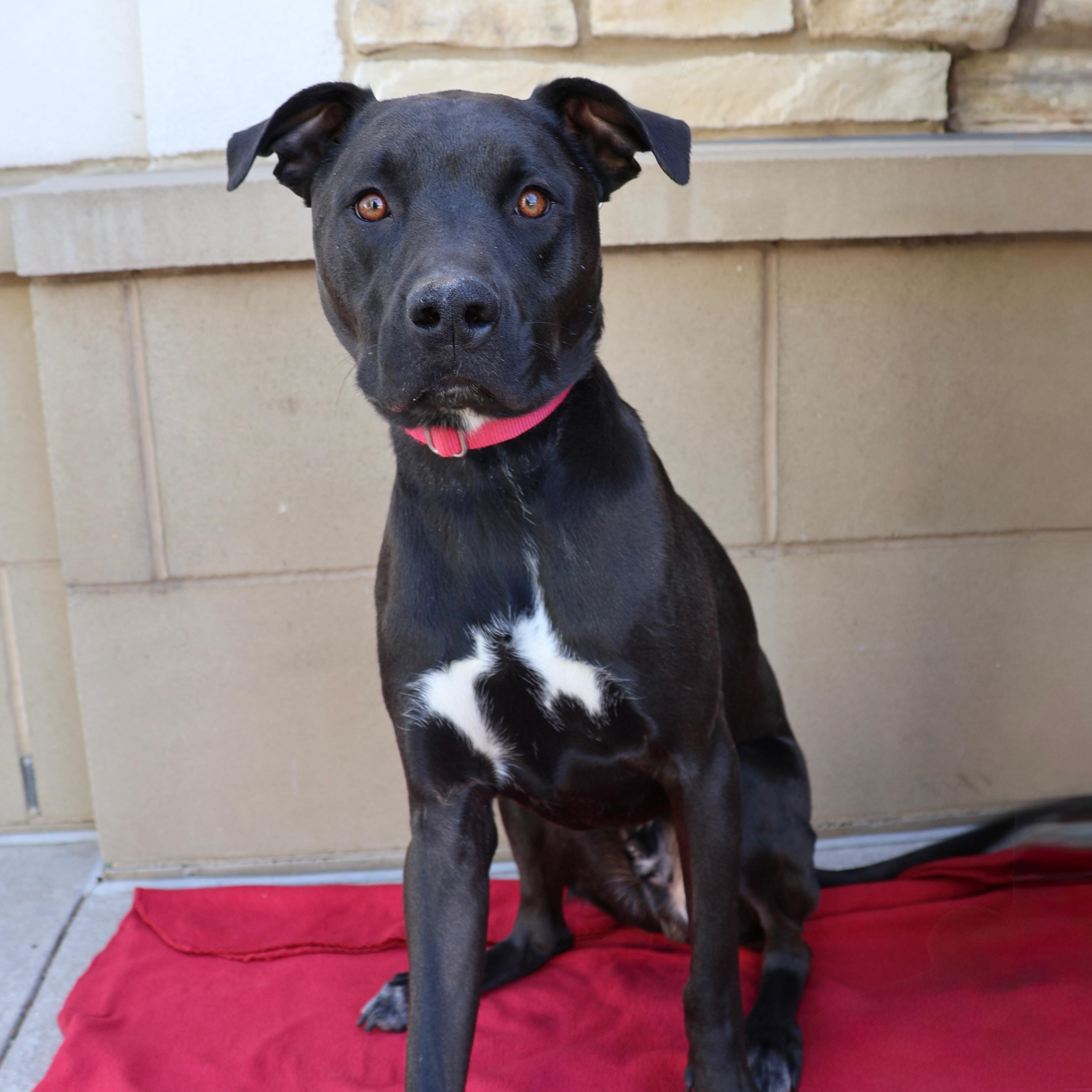 Kevin, ADOPTABLE, Adult Male Pit Bull Terrier.