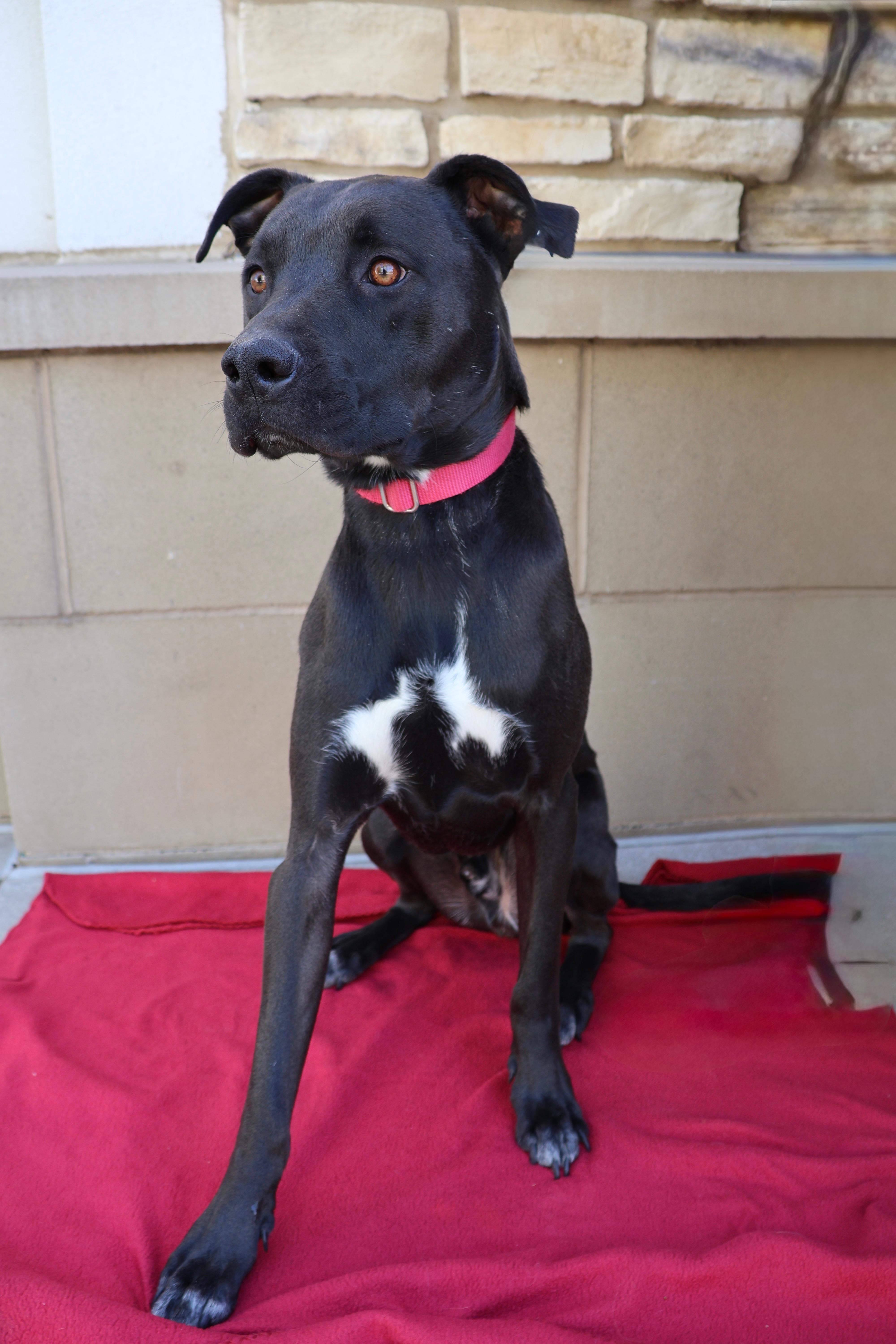 Enlarge Kevin, a ADOPTABLE mixed breed in Fort Collins, CO image 4/6
