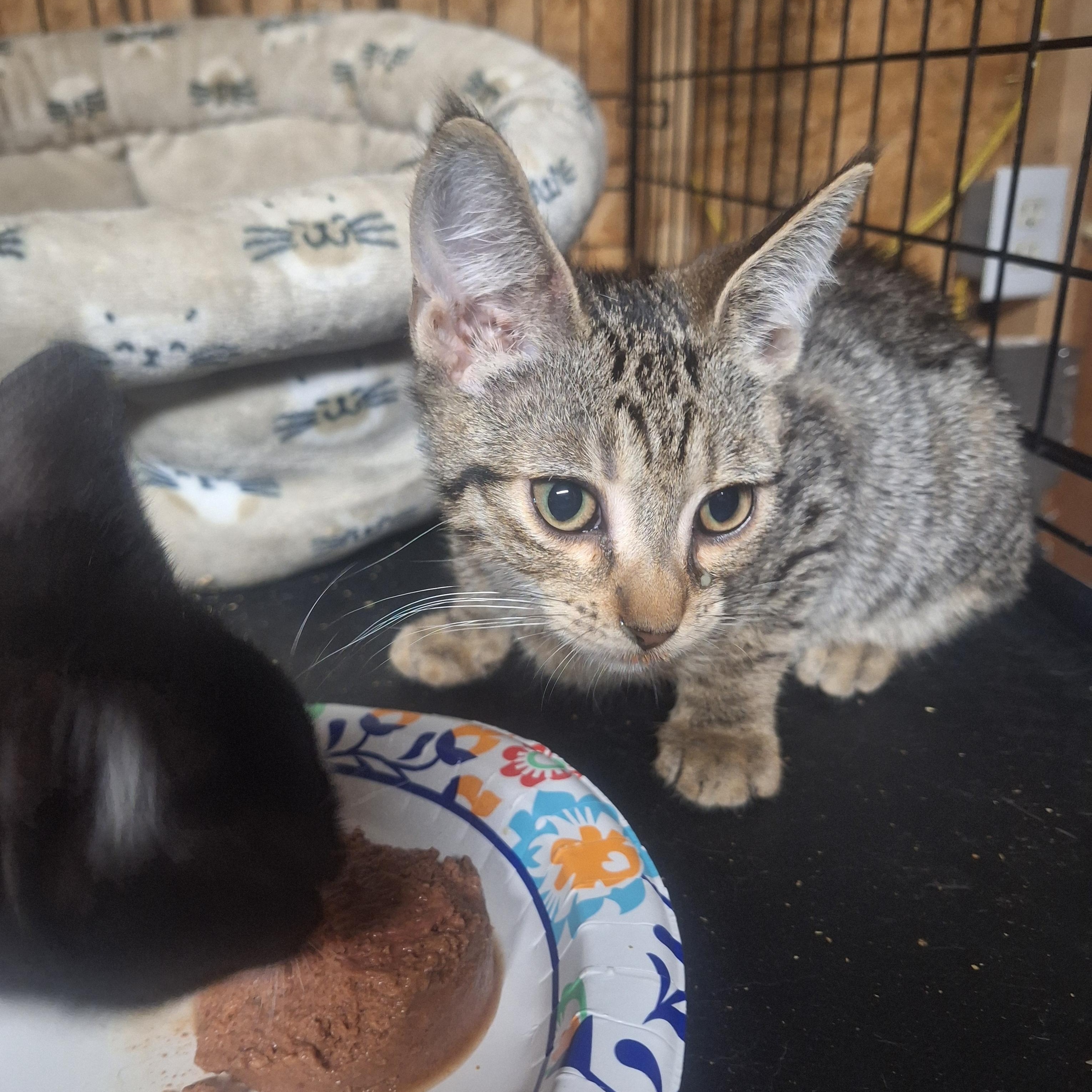 Jack, Adopted, Kitten Male Bengal & American Shorthair.