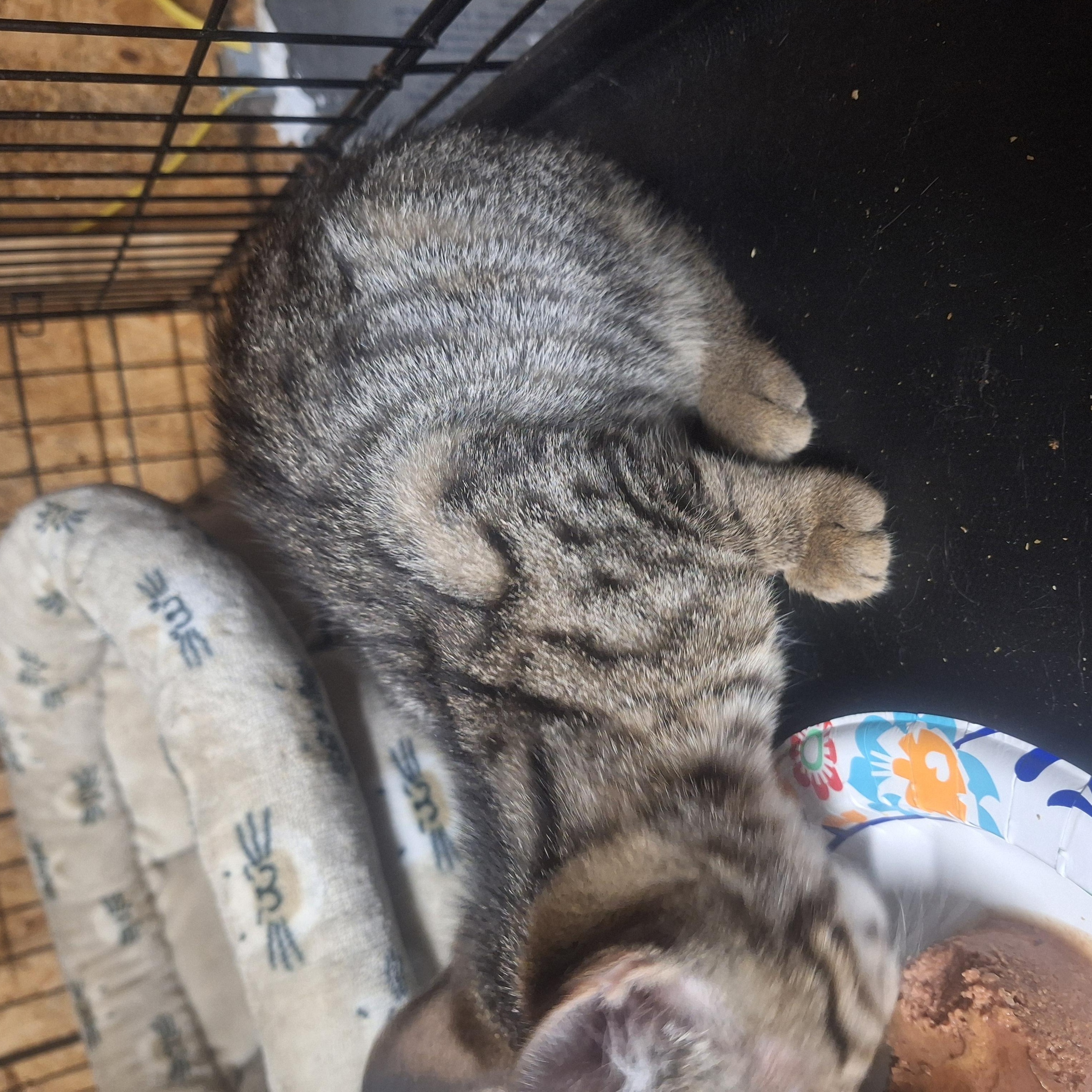 Enlarge Jack, a Adopted mixed breed in Polk city, FL image 2/2