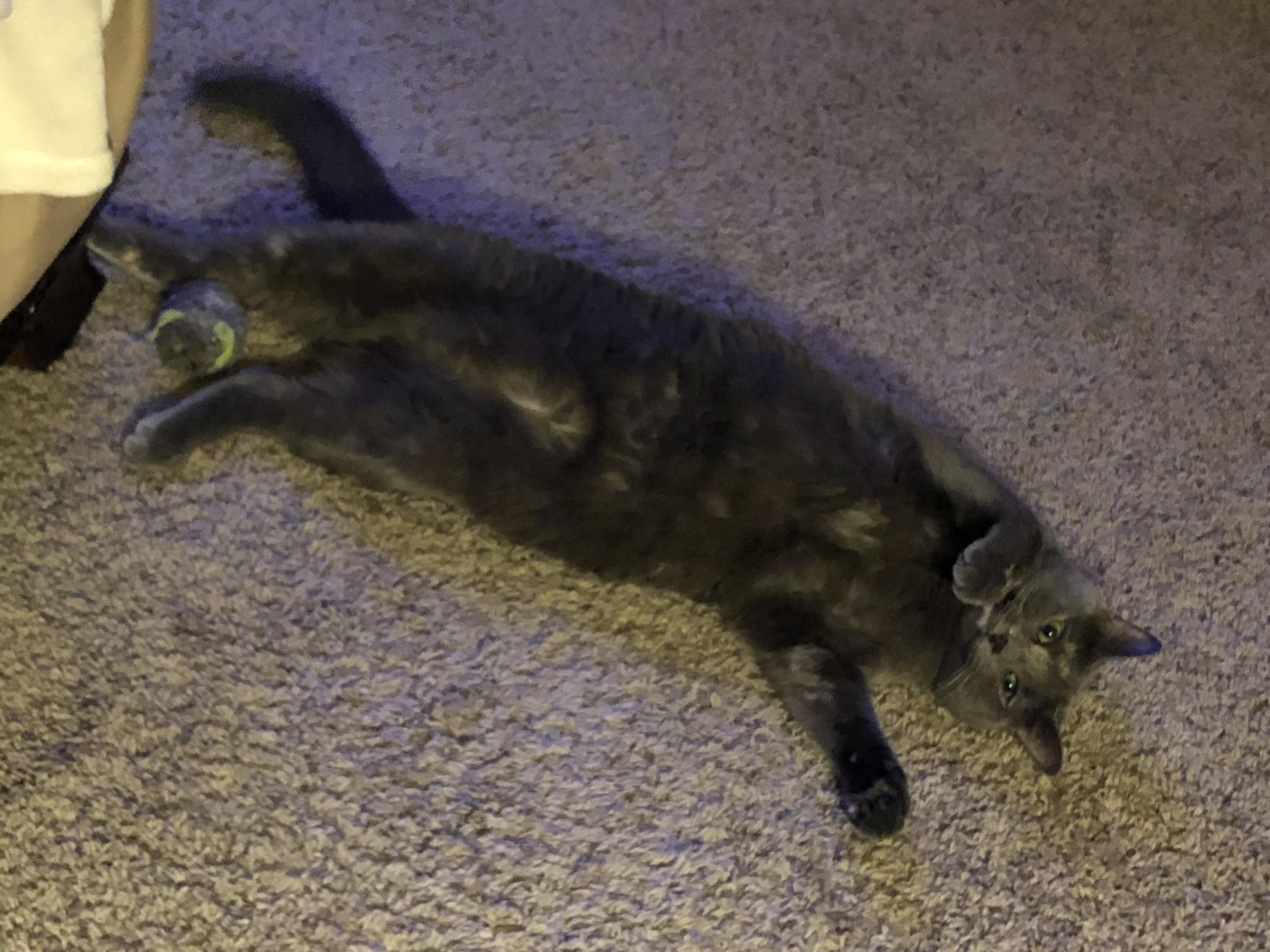 Enlarge Scarlet, a ADOPTABLE Domestic Short Hair in Simpsonville, SC image 4/5