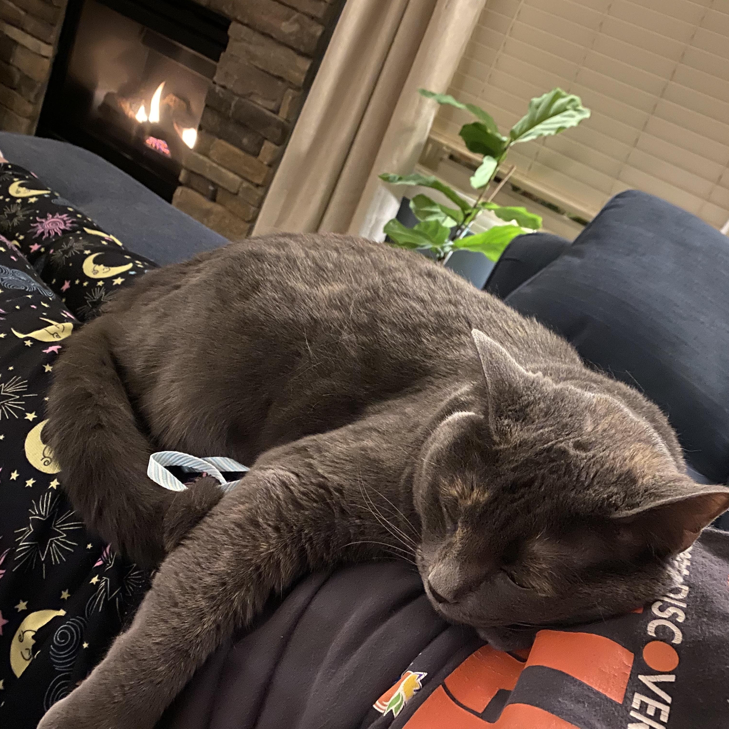 Enlarge Scarlet, a ADOPTABLE Domestic Short Hair in Simpsonville, SC image 1/5