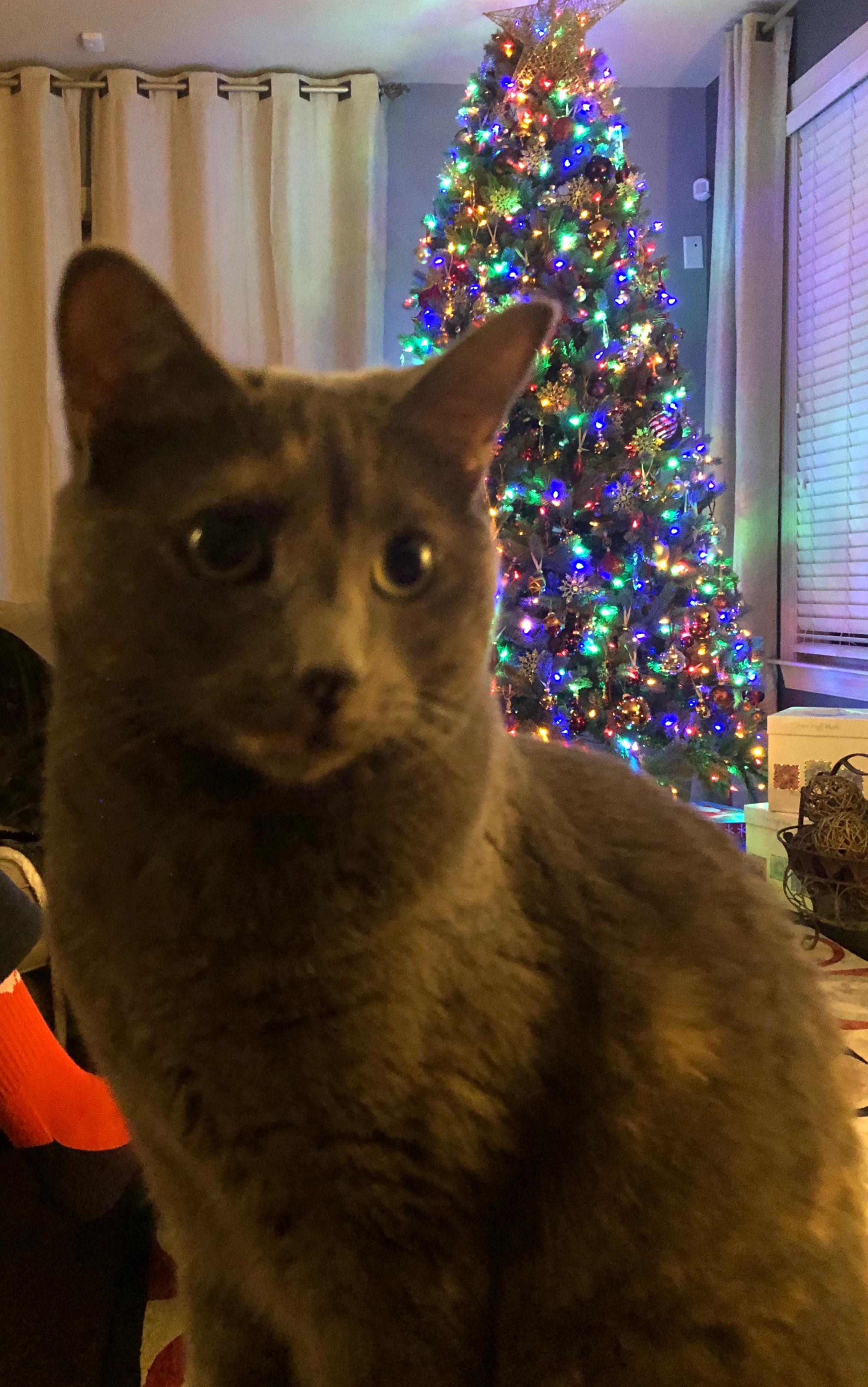 Enlarge Scarlet, a ADOPTABLE Domestic Short Hair in Simpsonville, SC image 5/5