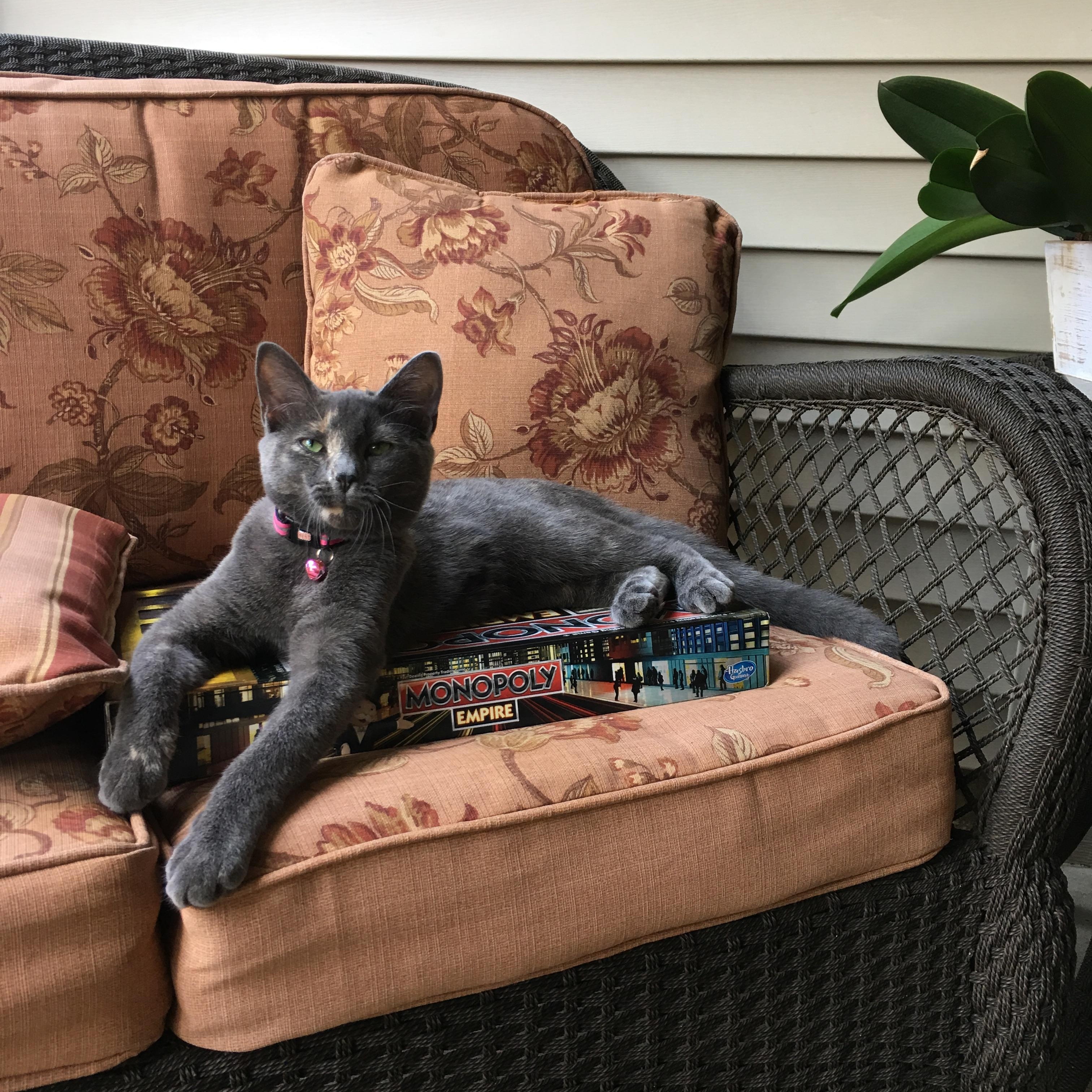 Enlarge Scarlet, a ADOPTABLE Domestic Short Hair in Simpsonville, SC image 3/5